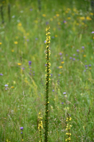hrastovac žuti (Verbascum nigrum)
