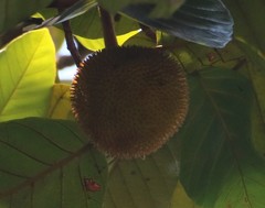 Artocarpus hirsutus