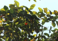 Artocarpus hirsutus