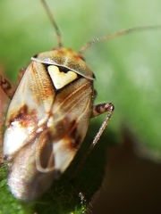 Lygus gemellatus