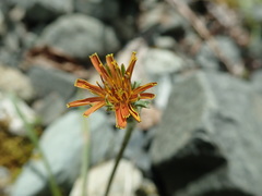 Agoseris aurantiaca
