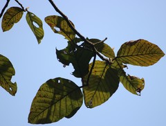 Artocarpus hirsutus