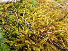 Pseudoleskea baileyi