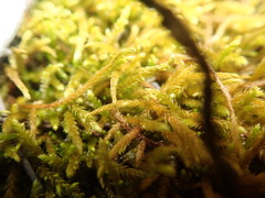 Pseudoleskea baileyi