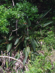Strelitzia reginae