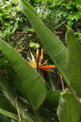 Strelitzia reginae