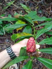 Costus scaber