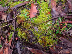 Thuidiopsis