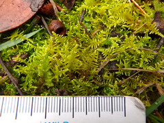 Thuidiopsis