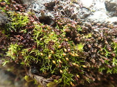 Amphidium lapponicum