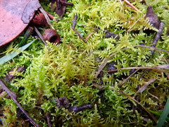 Thuidiopsis