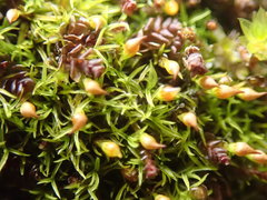 Amphidium lapponicum