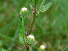 Uroleucon erigeronense