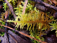 Thuidiopsis