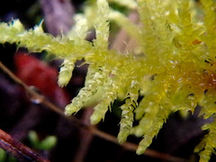 Thuidiopsis