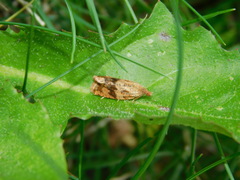 Celypha striana