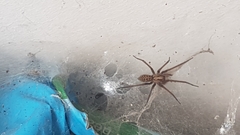 Eratigena