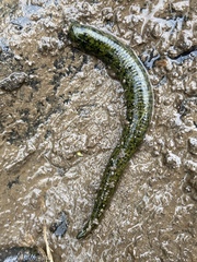 Haemopidae
