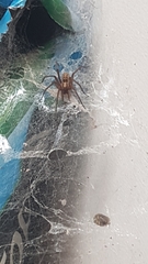 Eratigena
