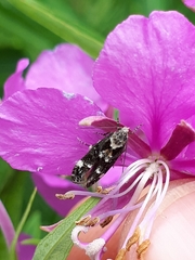 Mompha conturbatella