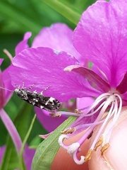 Mompha conturbatella