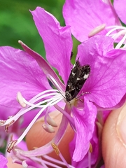 Mompha conturbatella