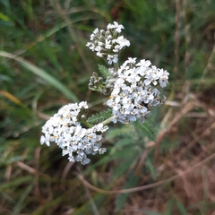 Achillea millefolium