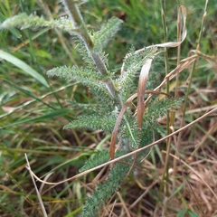 Achillea millefolium