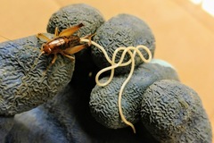 Paragordius varius