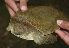 Asian Giant Softshell Turtle photo 4