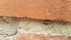 Porcellio scaber