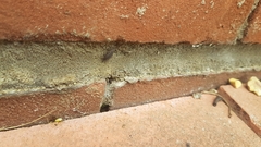 Porcellio scaber