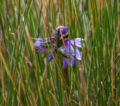 Gentianella rapunculoides