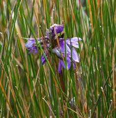 Gentianella rapunculoides