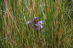 Gentianella rapunculoides