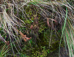 Phlegmariurus crassus