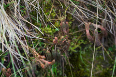 Phlegmariurus crassus