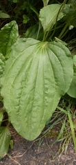 Plantago major