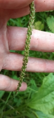 Plantago major