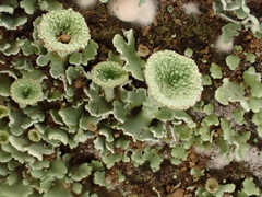 Cladonia kurokawae