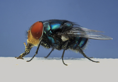 Diptera