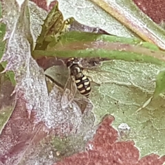 Eupeodes corollae