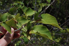 Image of Croton orangeae