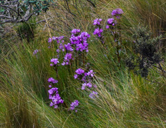 Gentianella foliosa