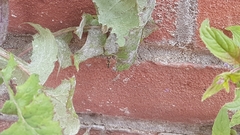 Eupeodes corollae