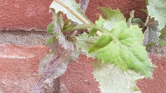 Eupeodes corollae