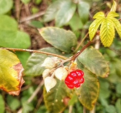 Rubus cochinchinensis