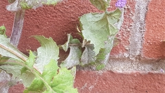 Eupeodes corollae