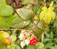 Rubus cochinchinensis