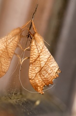 Drepana bilineata